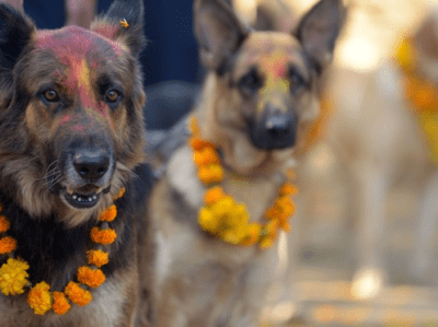 Dogs of the Death God – Ancient Egypt, India &&nbsp;Mexico